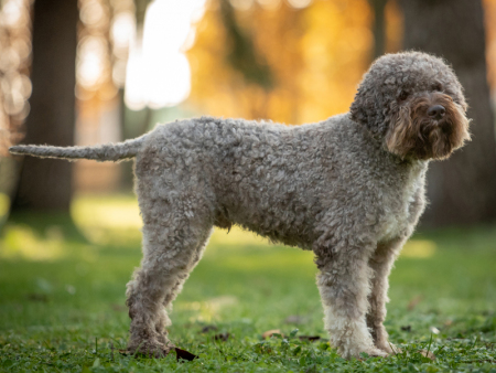 ciro