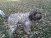 astor