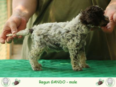 gando01