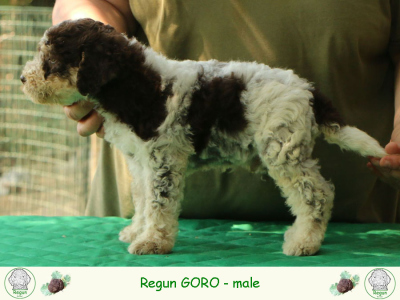 goro01