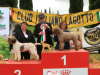 arezzo23-17