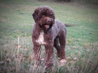 hagrid